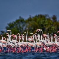 Phoenicopterus roseus Pallas, 1811